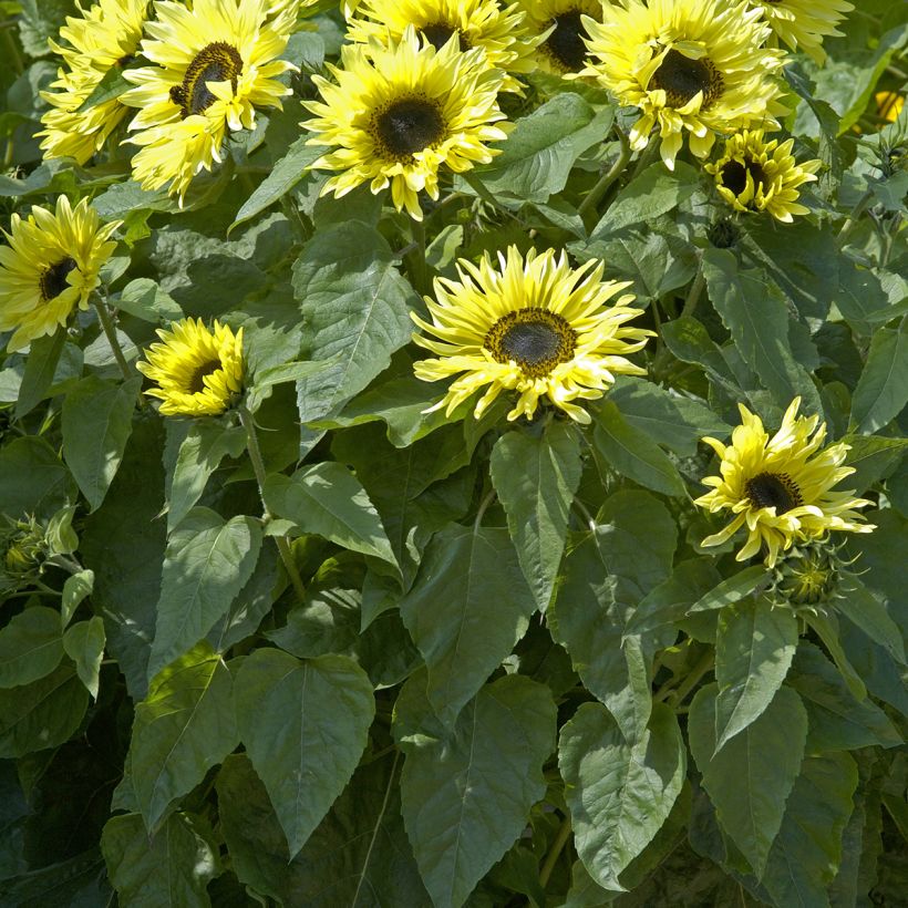 Zonnebloem Garden Statement (zaad) - Helianthus annuus (Blad)