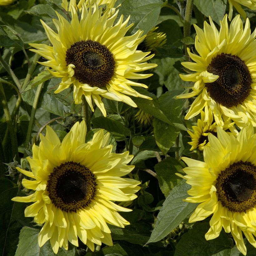 Zonnebloem Garden Statement (zaad) - Helianthus annuus (Bloei)