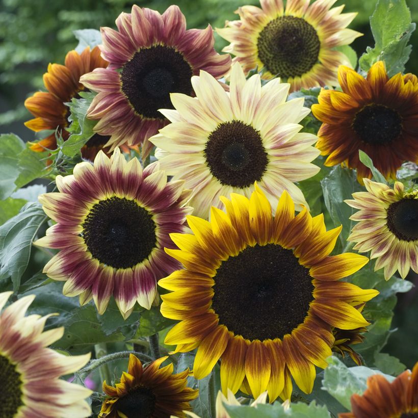 Zonnebloem Harlequin F1 (zaad) - Helianthus annuus (Bloei)