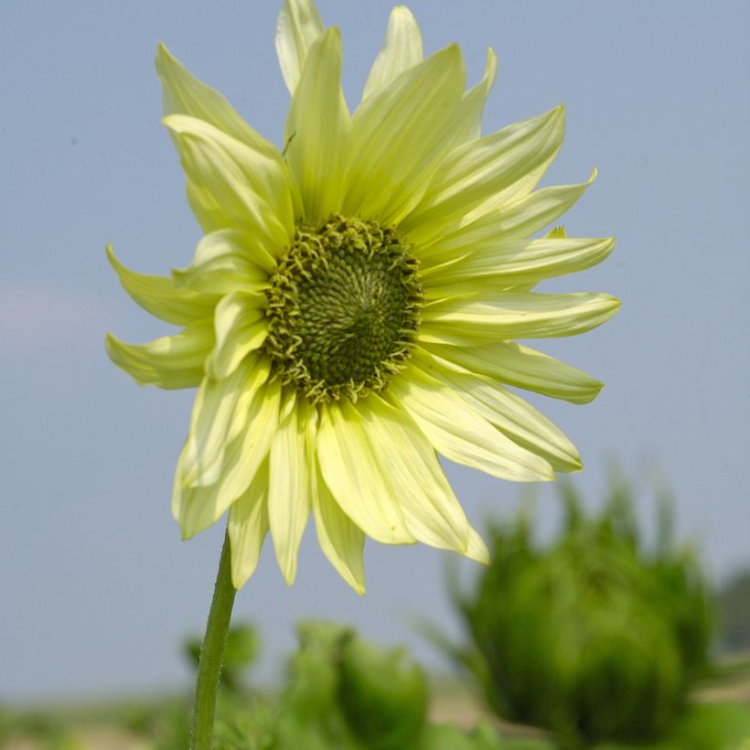 Helianthus debilis subsp. cucumerifolius Italian Green Heart (zaad) - Vaste zonnebloem (Bloei)