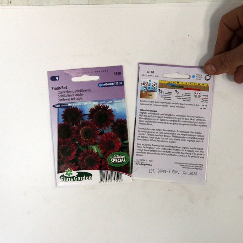 Voorbeeld van een exemplaar van Zonnebloem Prado Red (zaad) - Helianthus annuus het zakje met 18 zaden zoals geleverd