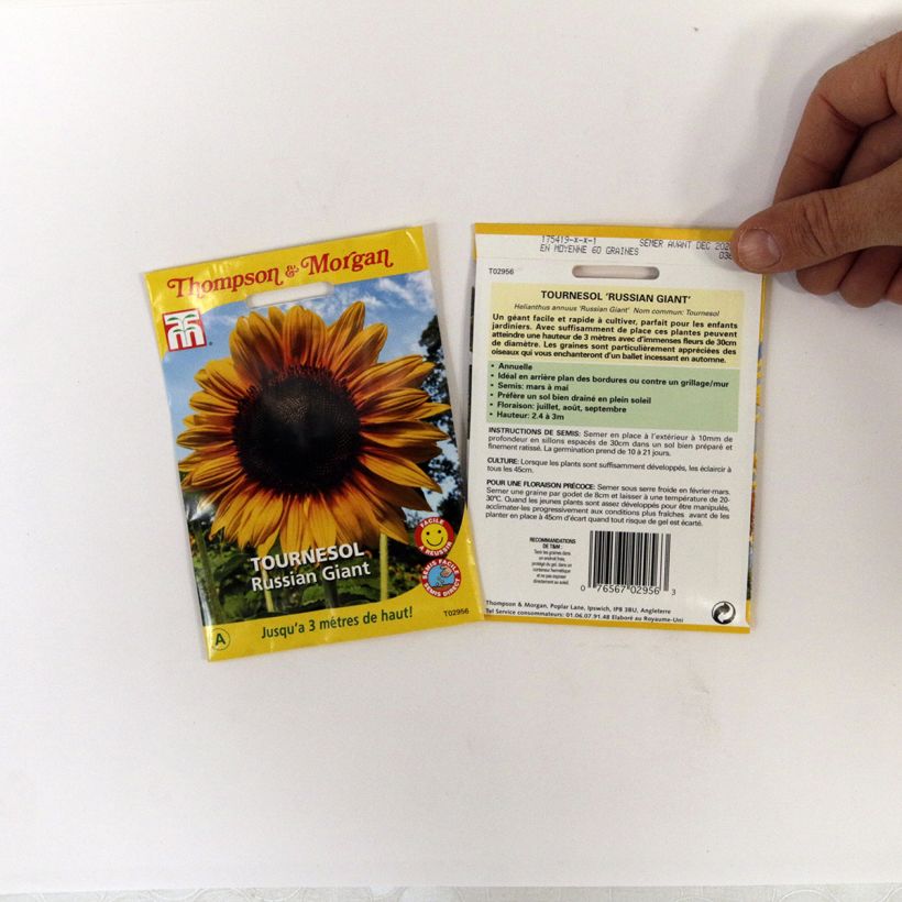 Voorbeeld van een exemplaar van Zonnebloem Russian Giant (zaad) - Helianthus annuus het zakje met 60 zaden zoals geleverd