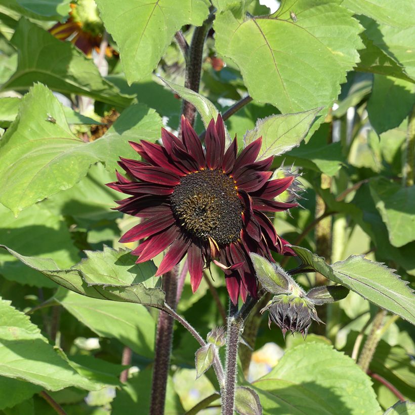 Zonnebloem Velvet Queen (zaad) - Helianthus annuus (Bloei)