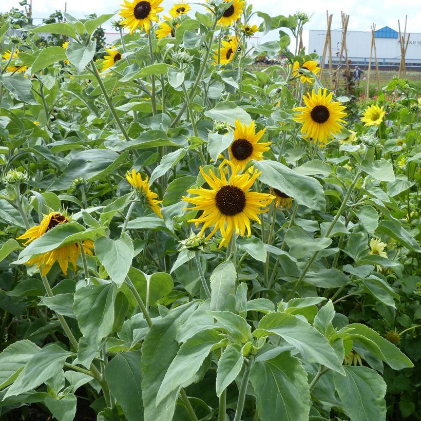 Zilverbladige zonnebloem Gold and Silver (zaad) - Helianthus argophyllus (Groeiplaats)