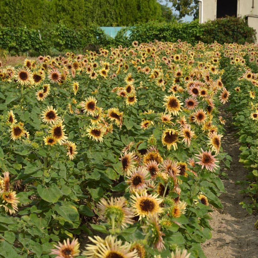 Zonnebloem Astra Roze (zaad) - Helianthus annuus (Groeiplaats)