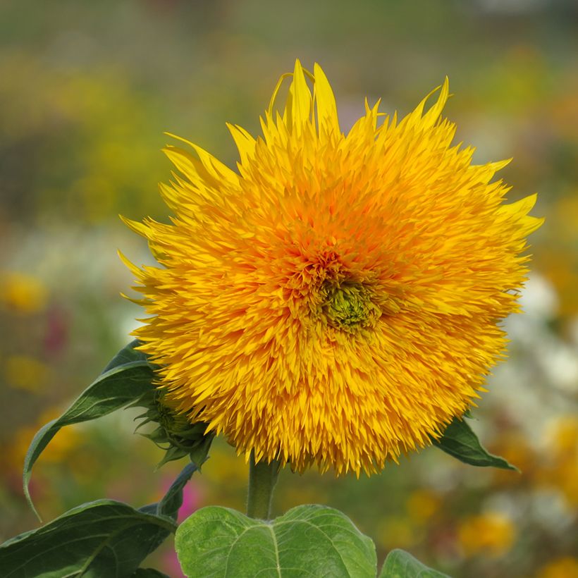 Zonnebloem Sungold (zaad) - Helianthus annuus (Bloei)