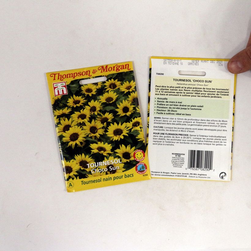 Voorbeeld van een exemplaar van Zonnebloem Choco Sun (zaad) - Helianthus annuus het zakje zaden van 0.2 gram zoals geleverd