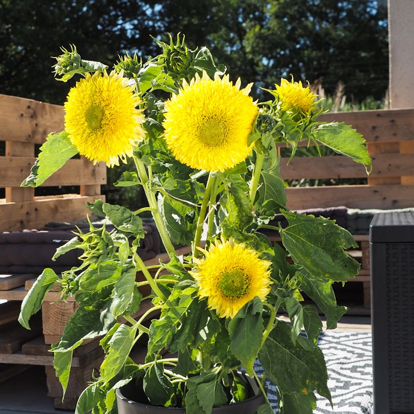 Zonnebloem Gummy Bear (zaad) - Helianthus annuus (Groeiplaats)