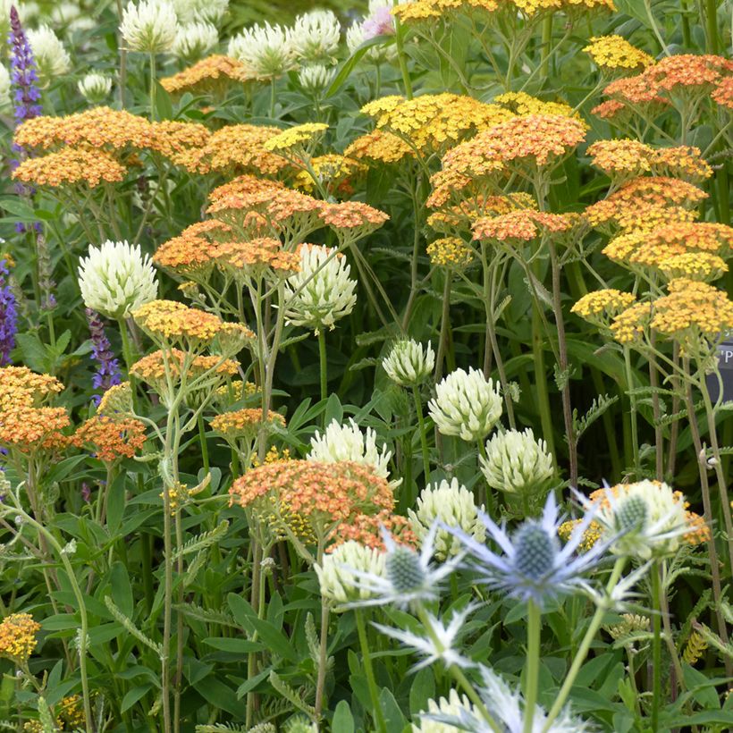 Trifolium ochroleucon (zaad) - Geelwitte klaver (Groeiplaats)