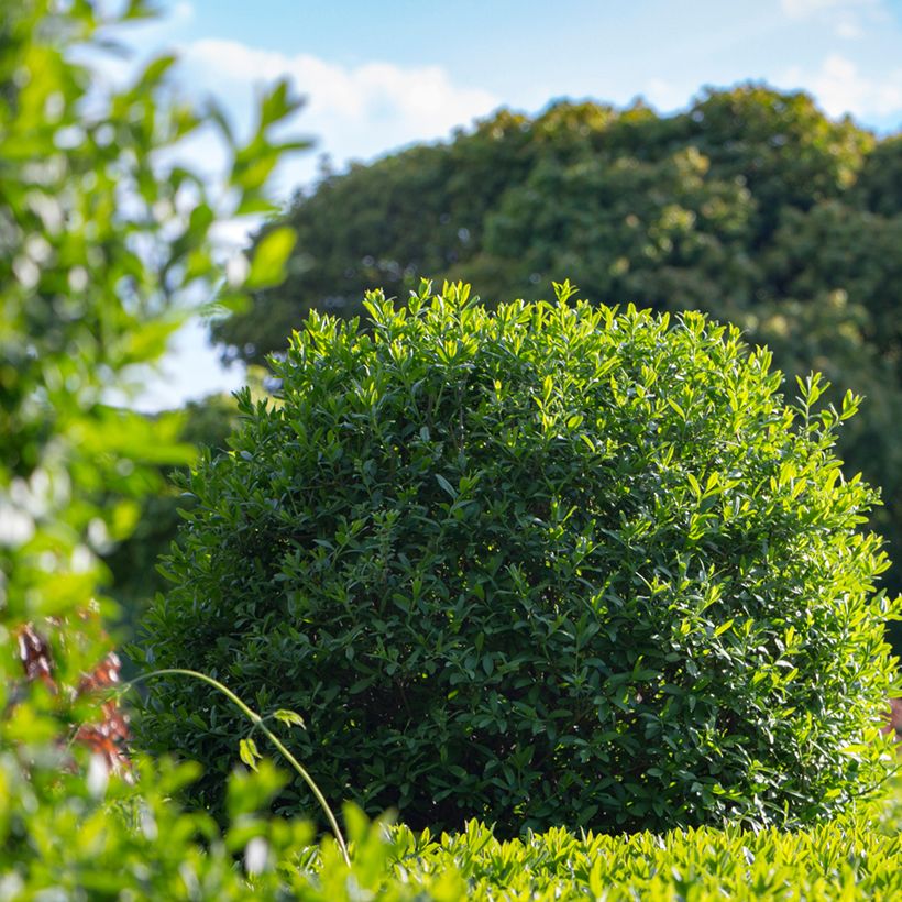 Ligustrum vulgare (zaad) - Wilde liguster (Groeiplaats)