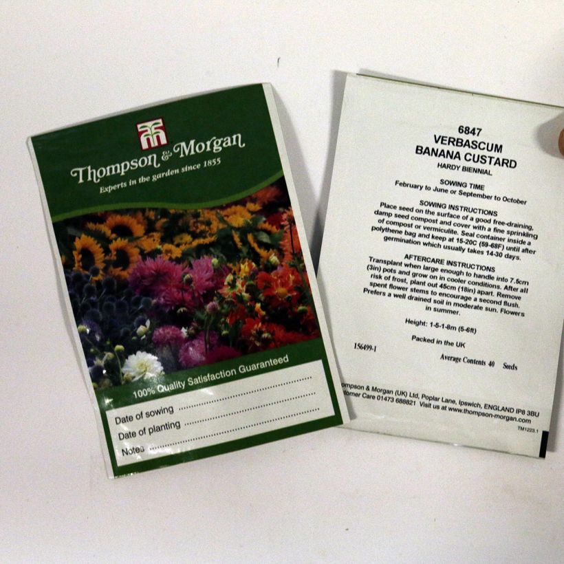 Voorbeeld van een exemplaar van Verbascum Banana Custard (zaad) - Toorts het zakje met 40 zaden zoals geleverd