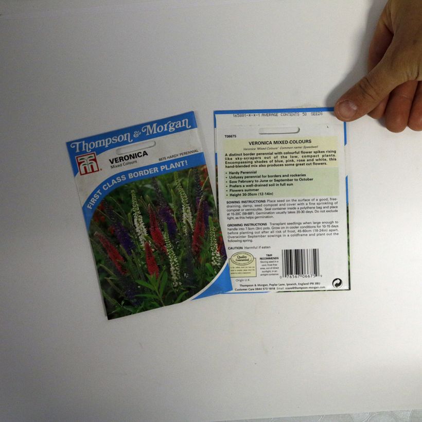 Voorbeeld van een exemplaar van Veronica Mixed Colours (zaad) - Ereprijs het zakje met 50 zaden zoals geleverd