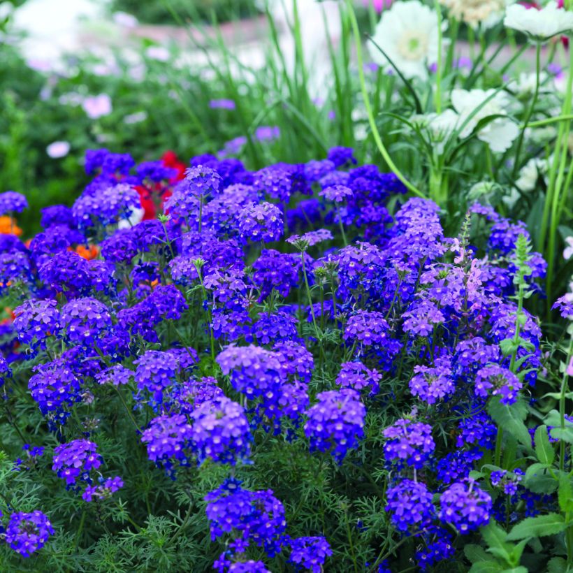 Verbena Imagination (zaad) - Hangverbena (Groeiplaats)