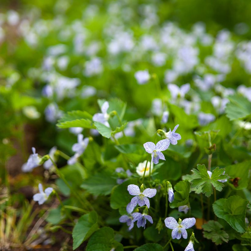 Viola sororia Freckles (zaad) - Zusterviooltje (Groeiplaats)