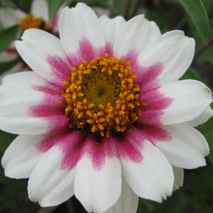 Zinnia marylandica Zahara Starlight Roze (zaad) - Zahara-bloem (Bloei)