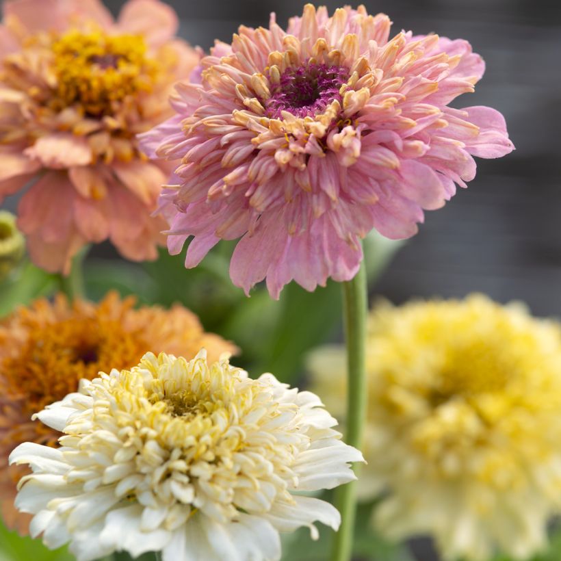 Zinnia elegans Cresto! Peaches and Cream (zaad) - Zahara-bloem (Bloei)