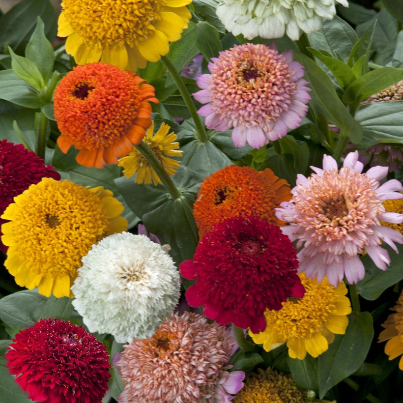 Zinnia elegans Cresto! Citrus Mixture (zaad) - Zahara-bloem (Bloei)