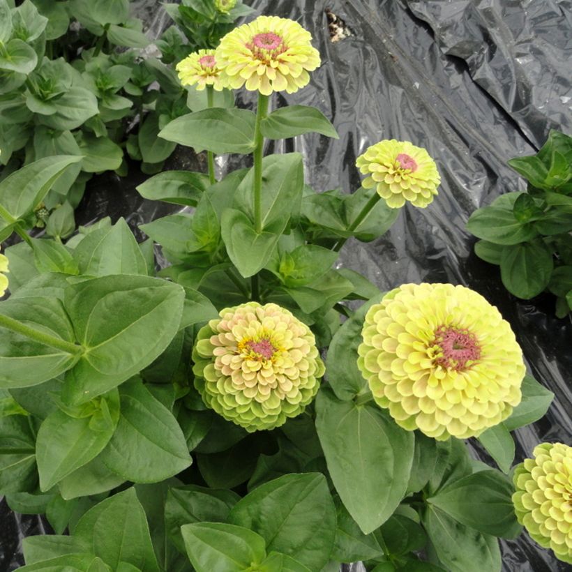 Zinnia elegans Queen Lime with Blotch (zaad) - Zahara-bloem (Groeiplaats)