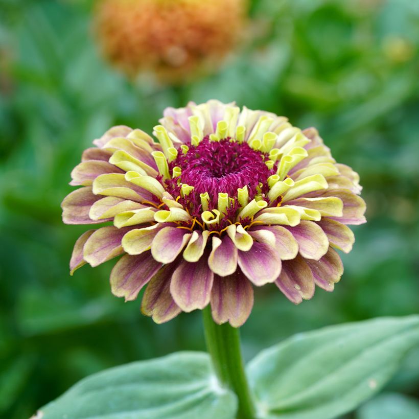 Zinnia elegans Queen Rood Lime (zaad) - Zahara-bloem (Bloei)