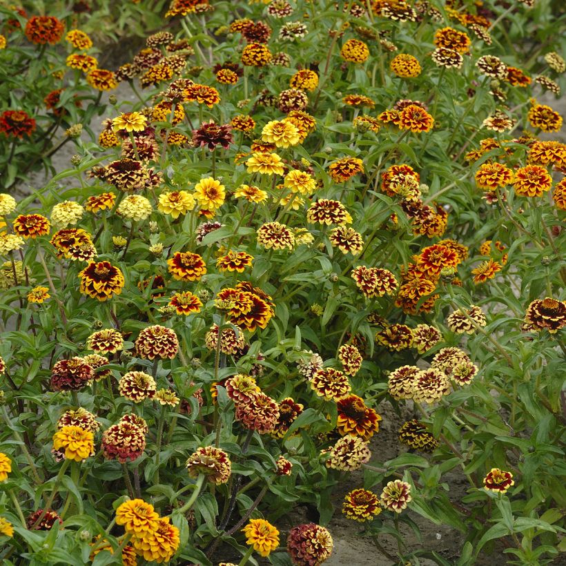 Zinnia haageana Jazzy Mix (zaad) - Zahara-bloem (Groeiplaats)