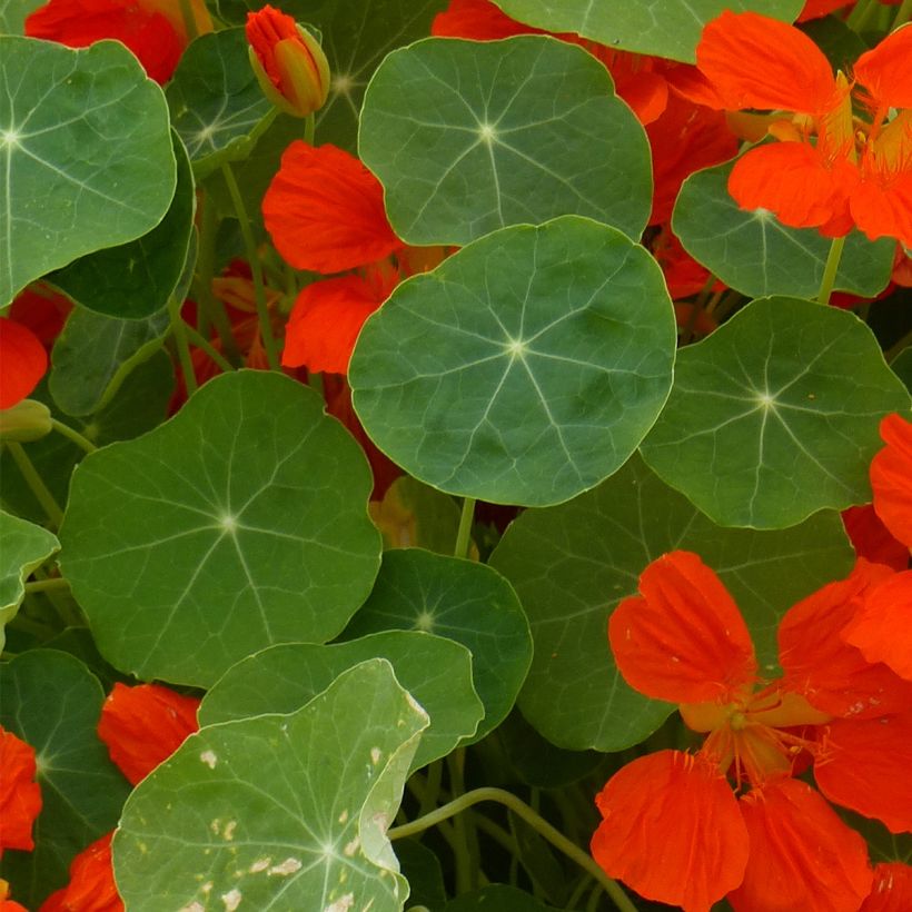 Oost-Indische kers nanum Whirlybird Orange (zaad) - Tropaeolum majus (Blad)