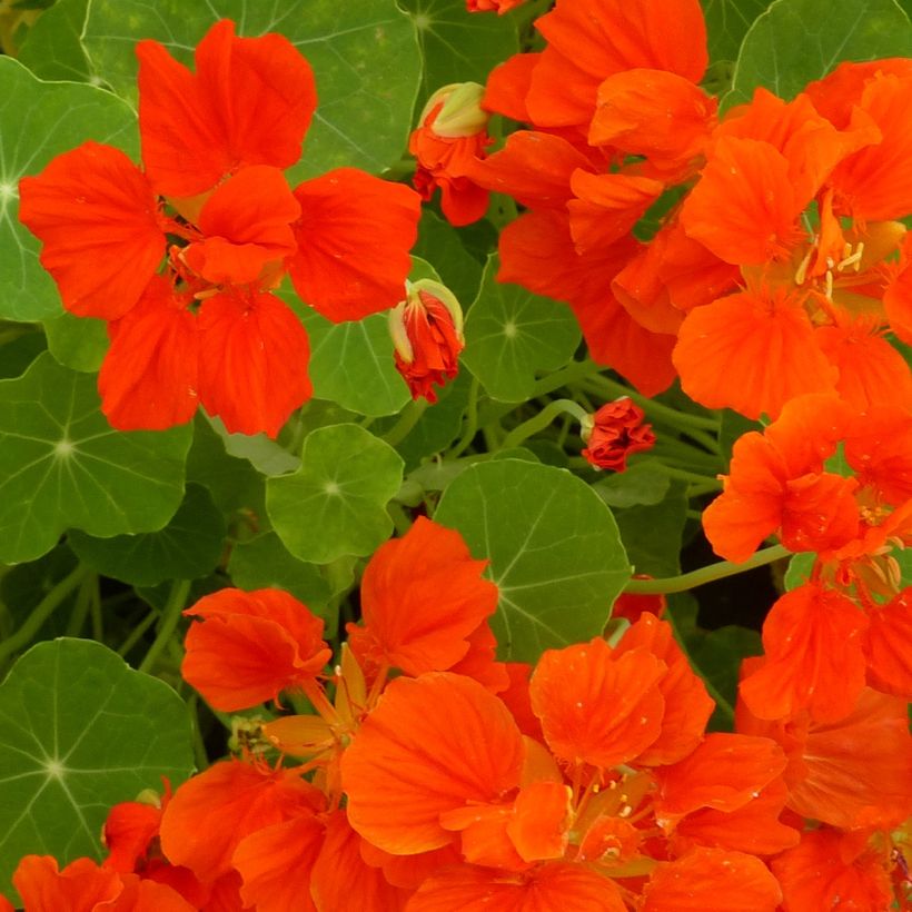 Oost-Indische kers nanum Whirlybird Orange (zaad) - Tropaeolum majus (Bloei)