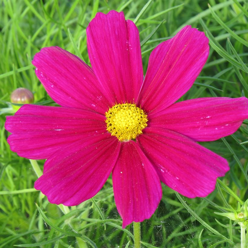 Cosmea Sonata Carmine (zaad) - Cosmos bipinnatus (Bloei)