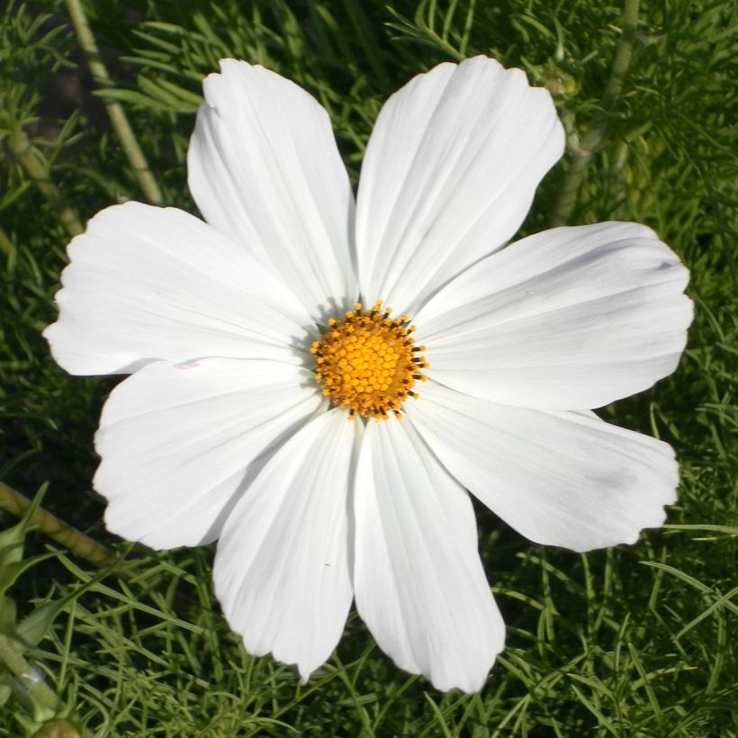 Cosmea Sonata Wit (zaad) - Cosmos bipinnatus (Flowering)