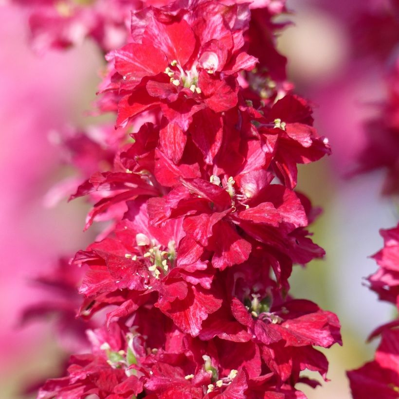 Delphinium Deep Rood (zaad) - Ridderspoor (Bloei)