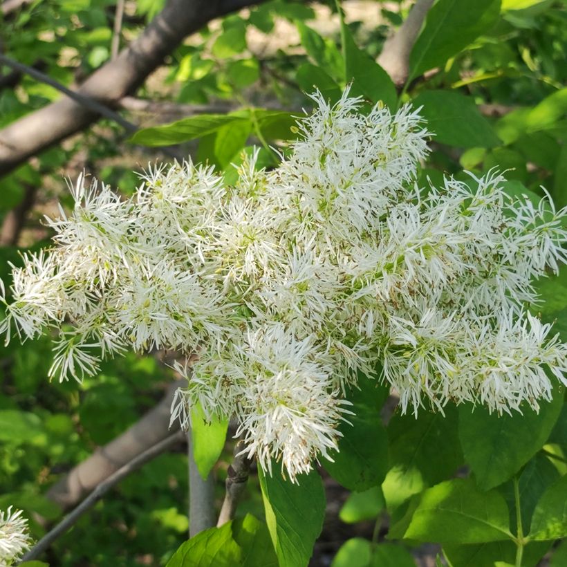 Fraxinus ornus (zaad) - Pluim-es (Bloei)