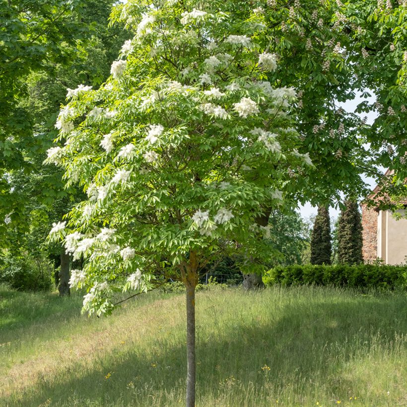 Fraxinus ornus (zaad) - Pluim-es (Groeiplaats)