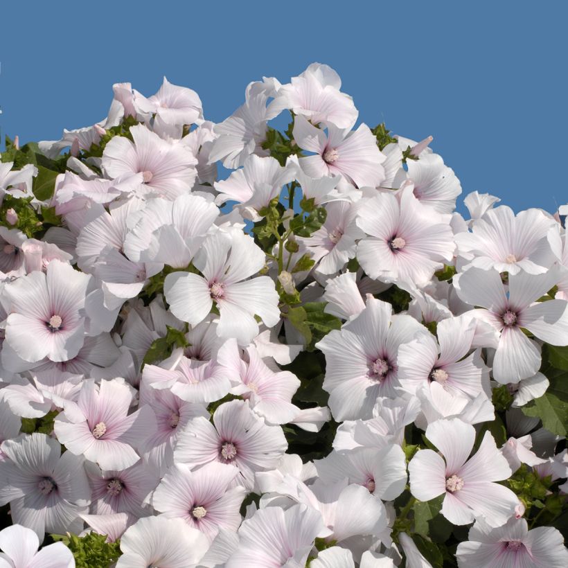 Lavatera trimestris New Dwarf Pink Blush (zaad) - Bekermalva (Bloei)