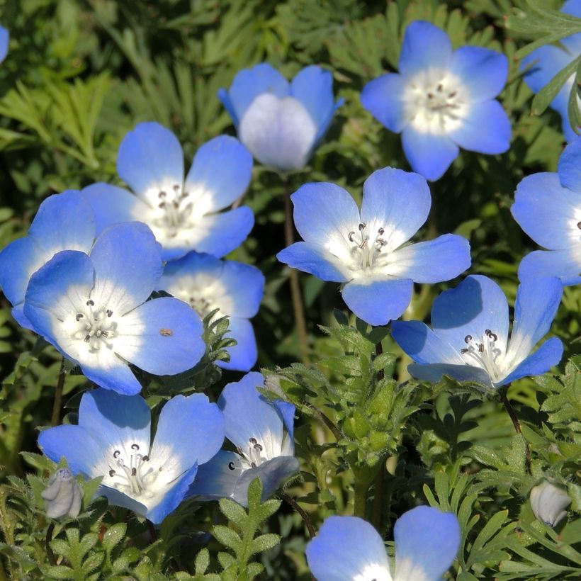 Nemophila menziesii Baby Blue Eyes (zaad) - Bosliefje (Bloei)