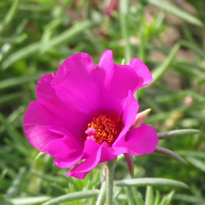 Portulaca grandiflora Single Ruby (zaad) - Portulakroos (Bloei)