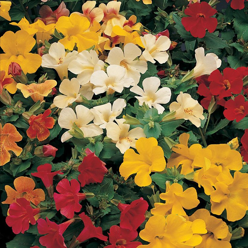 Mimulus Mystic Mixed F1 Hybrid (zaad) - Maskerbloem (Bloei)