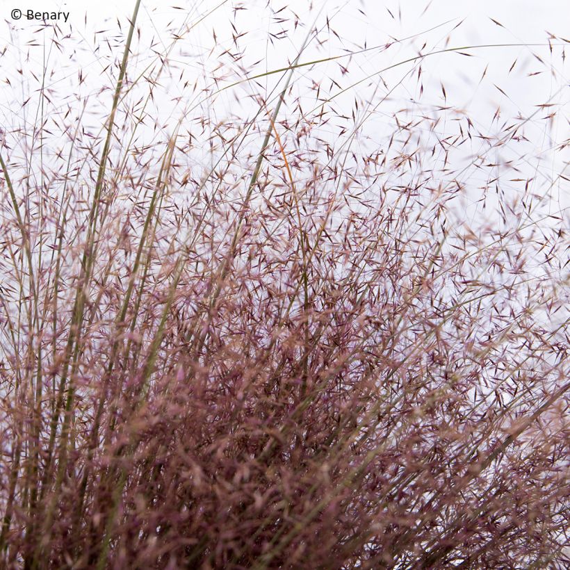 Muhlenbergia reverchonii Rosy (zaad) - Prairiegas (Bloei)