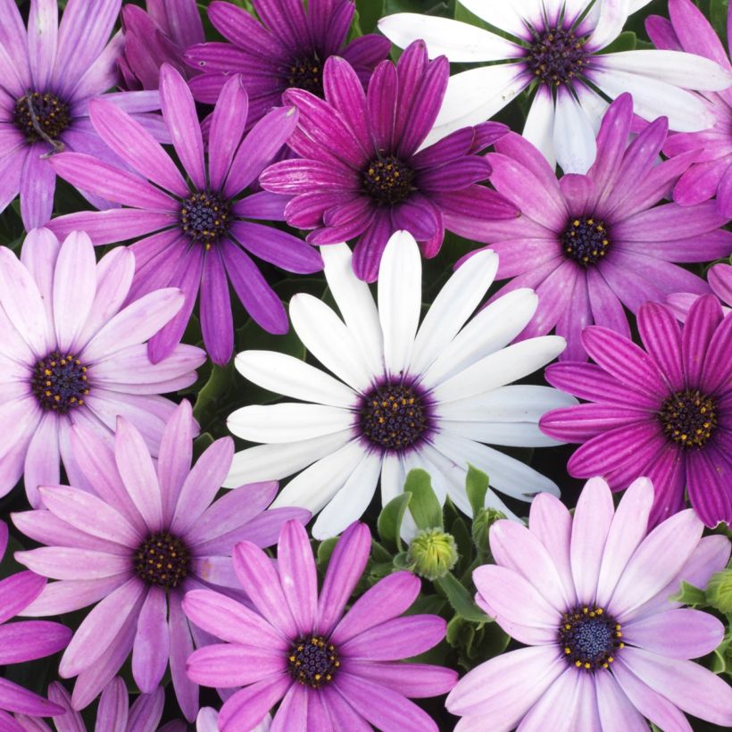 Osteospermum hybrida Passion Mixed (zaad) - Spaanse margriet (Bloei)