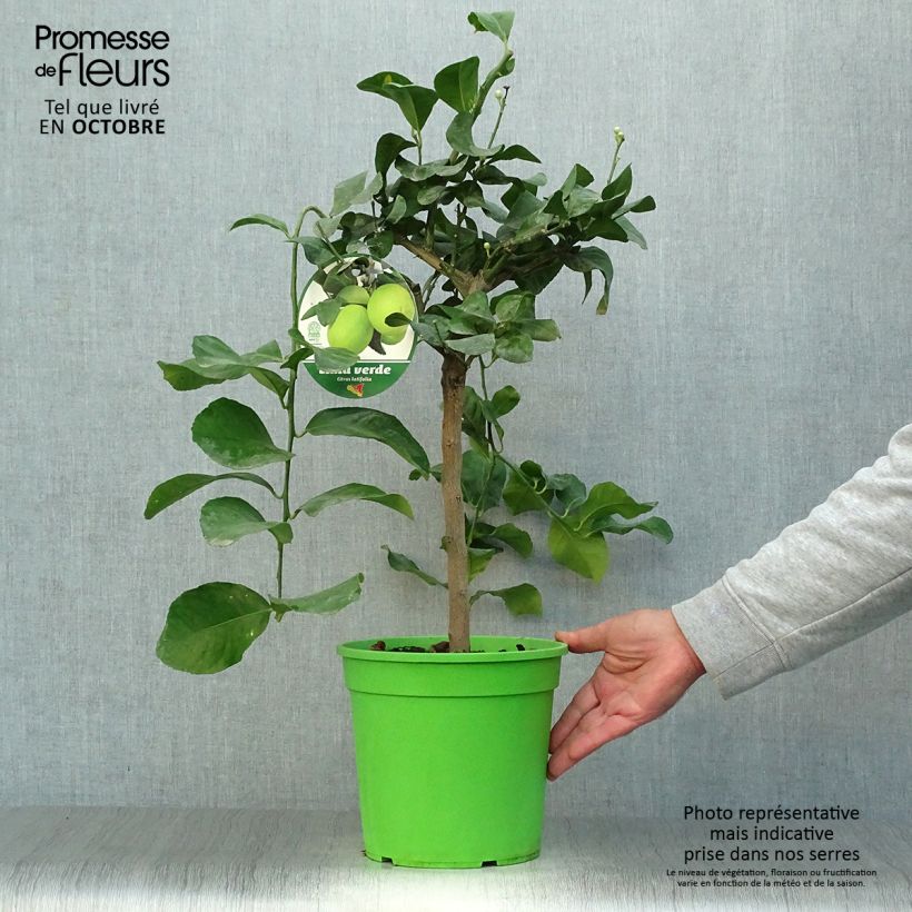 Exemplaar van Limoen - Citrus latifolia Pot van 4 l/5 l, Kwartstam zoals geleverd in de herfst