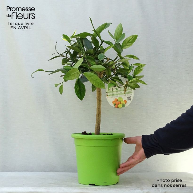 Exemplaar van Limoen - Citrus latifolia Pot van 4 l/5 l, Kwartstam zoals geleverd in de lente