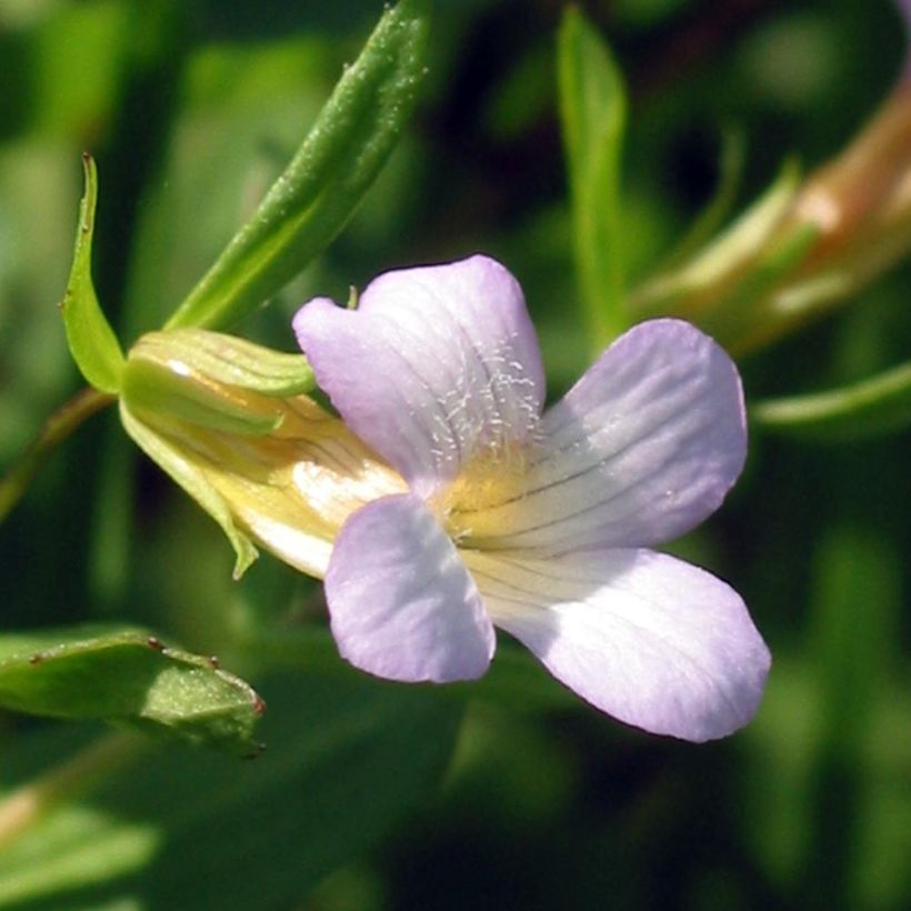 Gratiola officinalis (zaad) - Genadekruid (Bloei)