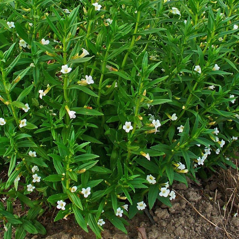 Gratiola officinalis (zaad) - Genadekruid (Groeiplaats)