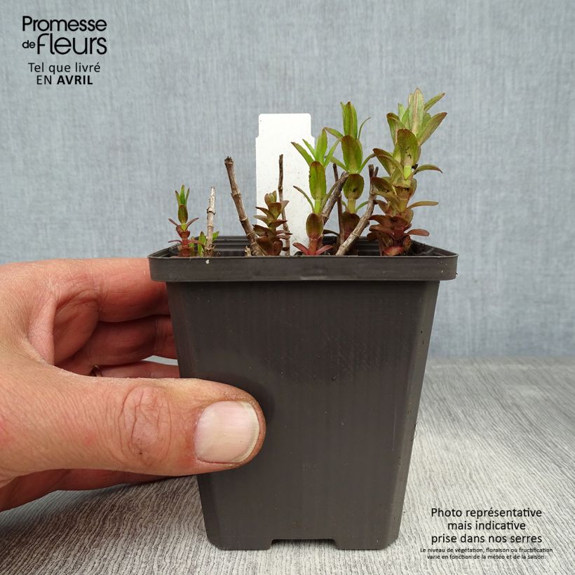 Exemplaar van Gratiola officinalis (zaad) - Genadekruid Kweekpotje van 8/9 cm zoals geleverd in de lente