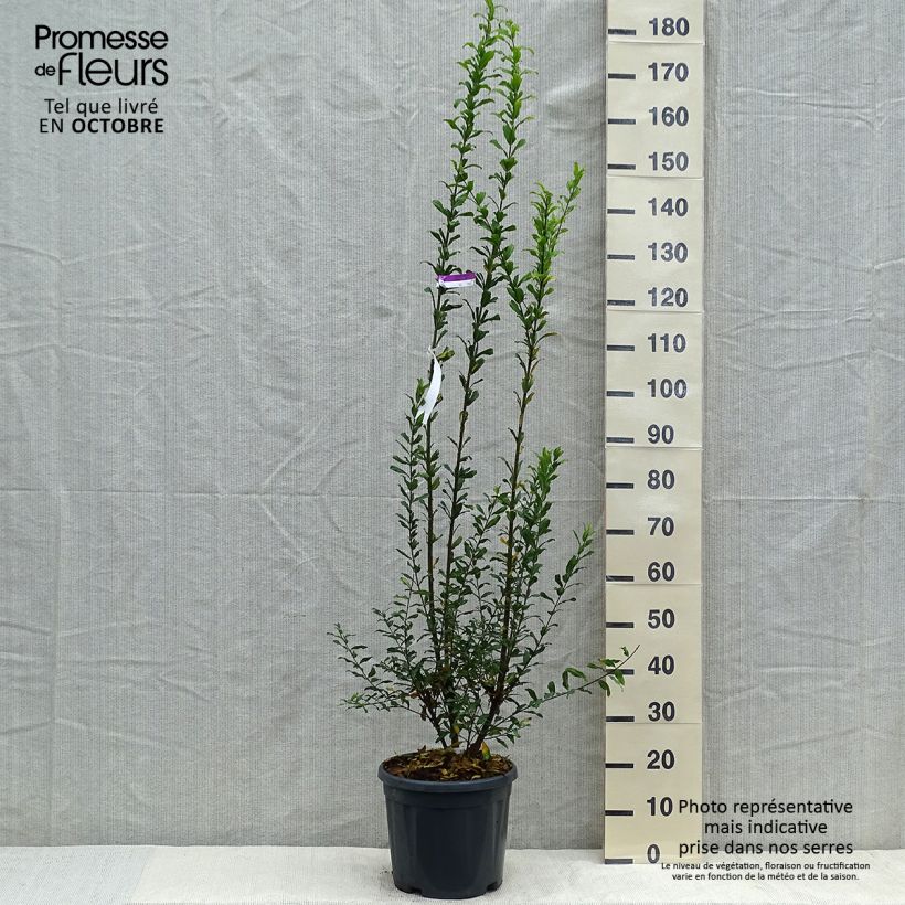 Exemplaar van Granaatappel Noshi Shibari - Punica granatum (siergranaatappel) Pot van 7,5 l/10 l, Struik zoals geleverd in de herfst