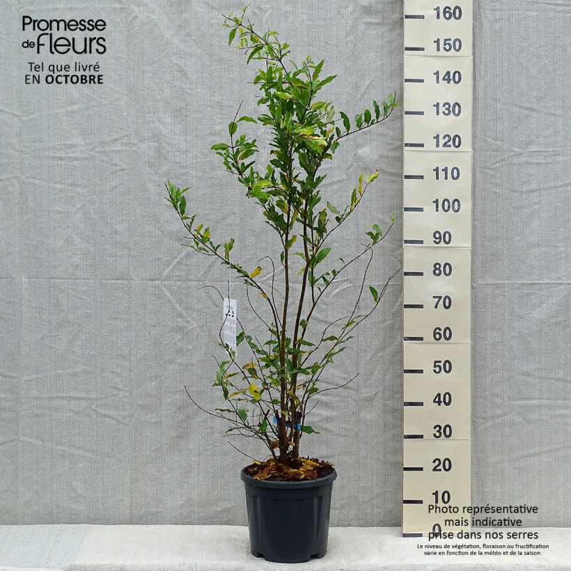Exemplaar van Granaatappel Malisi - Punica granatum Pot van 7,5 l/10 l, Half-hoge stam zoals geleverd in de herfst