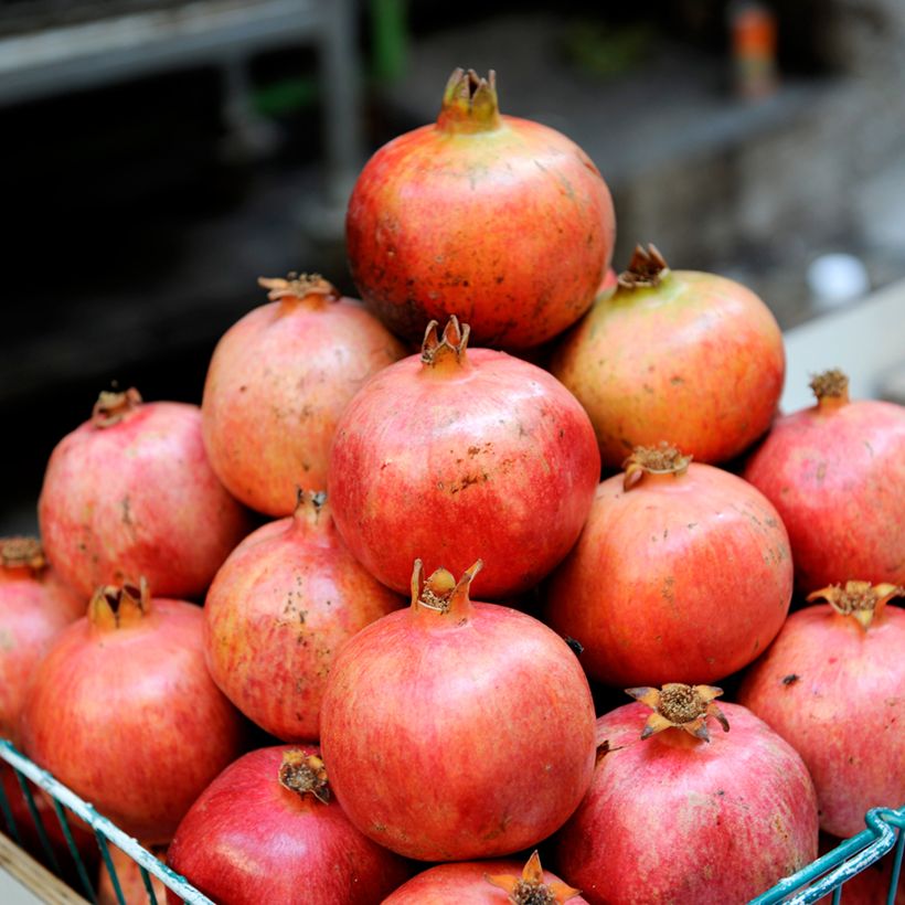 Acco - Granaatappel Punica granatum (Oogst)