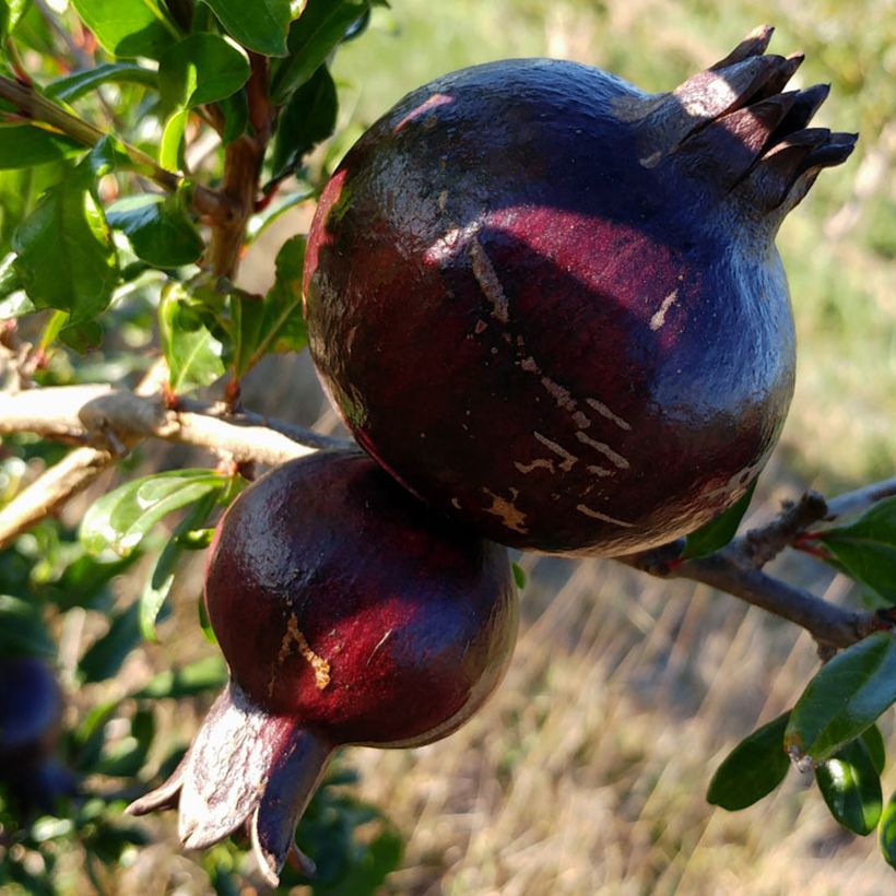 Granaatappel Asmar - Punica granatum (Oogst)