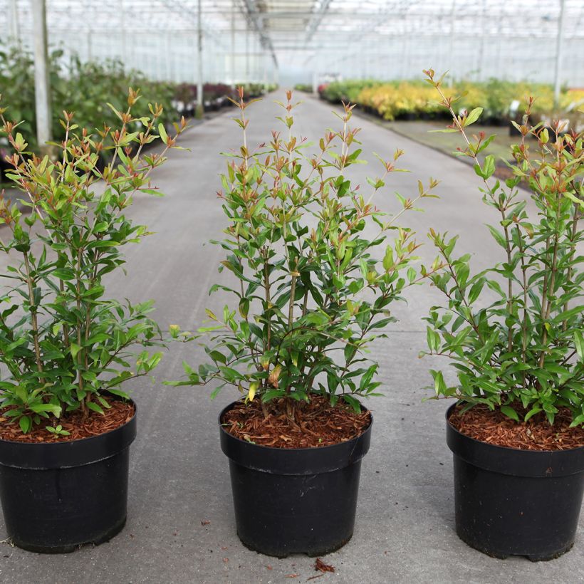 Granaatappel Lyubimy - Favorite Punica granatum (Groeiplaats)