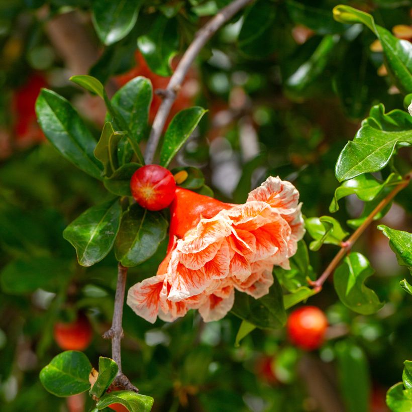 Punica granatum California Sunset - Granaatappel (Bloei)
