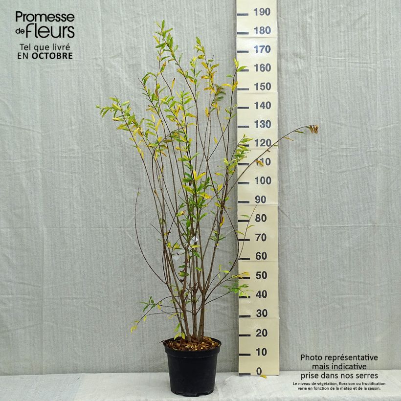 Exemplaar van Punica granatum Plena - Granaatappel Pot van 7,5 l/10 l, Struik zoals geleverd in de herfst