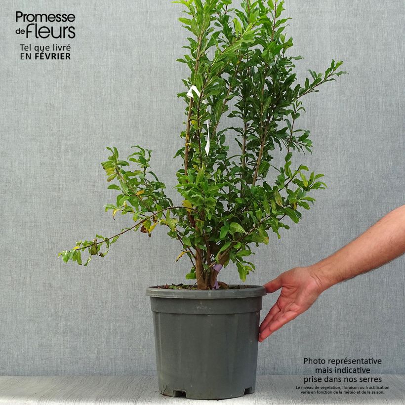 Exemplaar van Granaatappel Black Fruit - Punica granatum Pot van 7,5 l/10 l, Struik zoals geleverd in de herfst